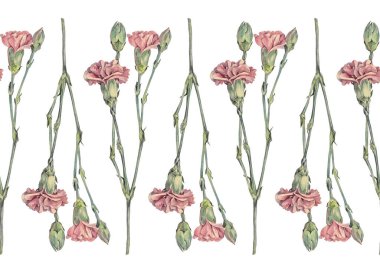 Beyaz arka planda kusursuz sınır suluboya mor karanfil. Kutlama için elle çizilmiş bahar pembe çiçeği. Çiçekçi çıkartması duvar kağıdı eskiz defteri için klasik sanat eseri