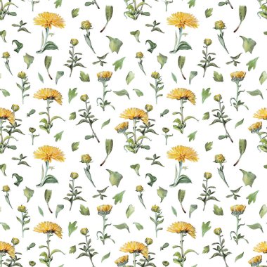 Kusursuz desenli suluboya sarı kasımpatı ve beyaz arka planda yeşil yapraklar. Kutlama kartı olarak el yapımı çiçek ve tomurcuk. Duvar kağıdı kaplama defteri sanatı