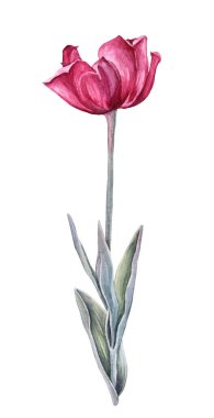 Beyaz arka planda yeşil yapraklı suluboya kırmızı lale. 8 Mart kutlamaları için el yapımı bahar çiçeği. Duvar kağıdı ambalajı için doğa parçası, çizim kitabı çiçekçisi.