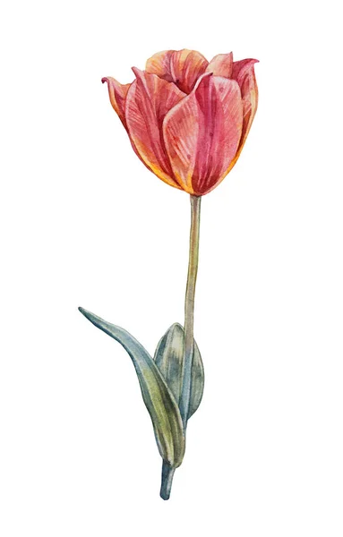 Tulipe jaune orange aquarelle aux feuilles vertes isolées sur fond blanc. Fleur de printemps dessinée à la main pour la carte de célébration 8. Clipart pour papier peint emballage autocollant, carnet de croquis fleuriste — Photo