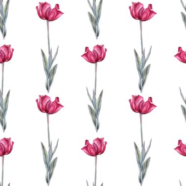 Beyaz arka planda yeşil yapraklı, kusursuz suluboya kırmızı lale. 8 Mart kutlamaları için el yapımı bahar çiçeği. Duvar kağıdı paketleme, eskiz kitabı çiçekçisi için doğa sanatı.