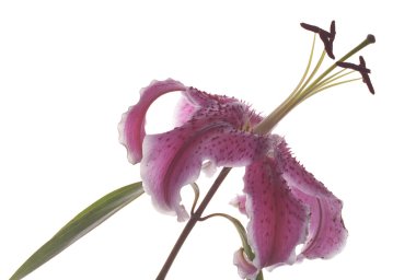 Zambak üzerinde beyaz izole