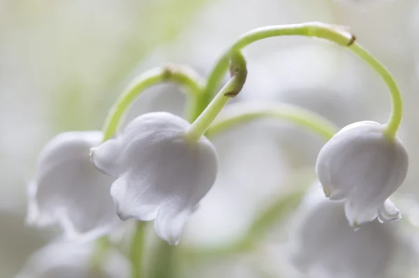 Lily z doliny, ujęcie makro — Zdjęcie stockowe