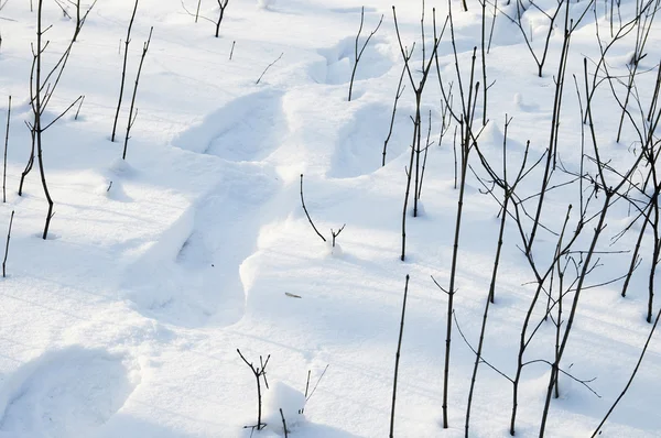 Askelia lumessa — kuvapankkivalokuva