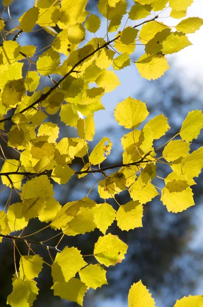 黄色ポプラの葉と青い空 — ストック写真