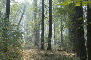 Sonbahar parkı manzarası