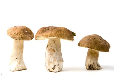 Boletus mantarı