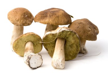 Boletus mantarı