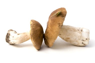 Boletus mantarı