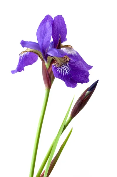 Two iris flowers — Stock Photo, Image