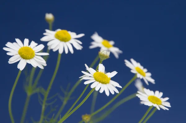 Ox-eye daisy — Stock Photo, Image