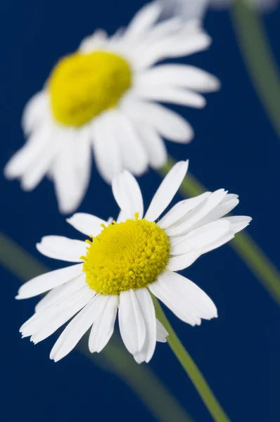 Ox-eye daisy — Stock Photo, Image