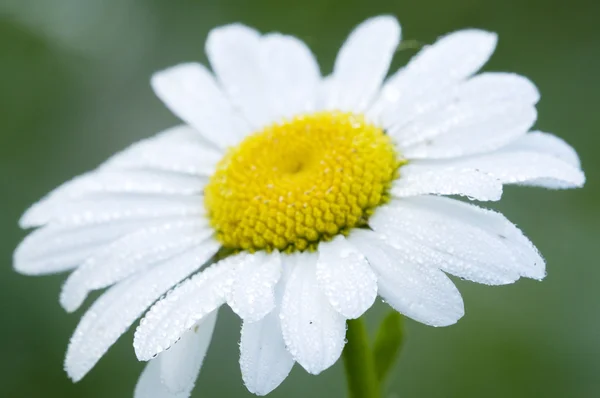 Ox-eye daisy flower — Stock Photo, Image