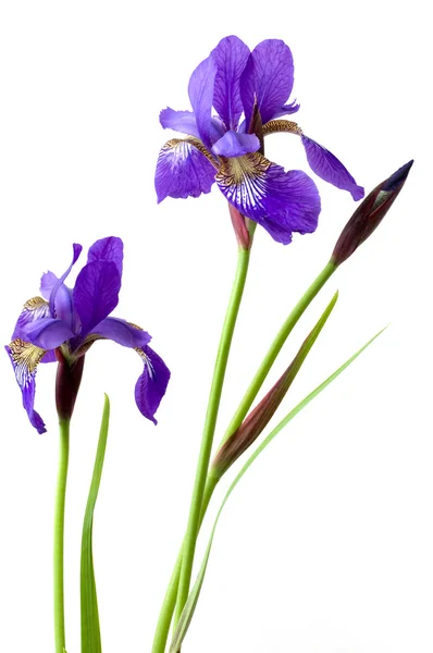 2 つのアイリスの花 ロイヤリティフリーのストック写真
