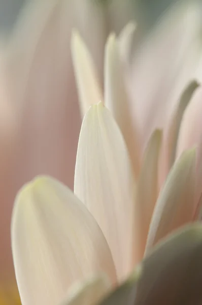 Pétalos de manzanilla macro — Foto de Stock