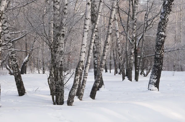 Park zimowy krajobraz — Zdjęcie stockowe