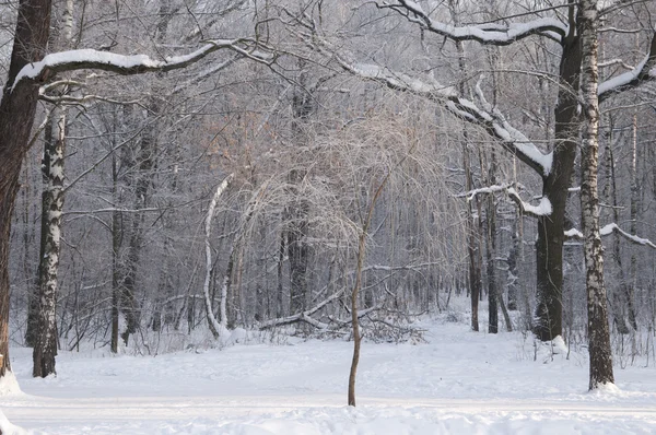 Parque de invierno paisaje — Foto de Stock