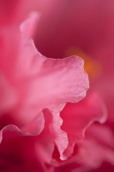 Hibiscus bloem fragment — Stockfoto