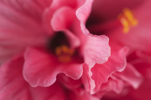 Hibiscus bloem fragment — Stockfoto