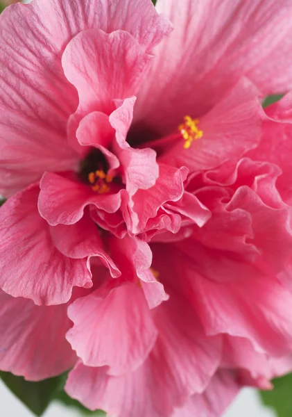 Hibiscus çiçeği — Stok fotoğraf