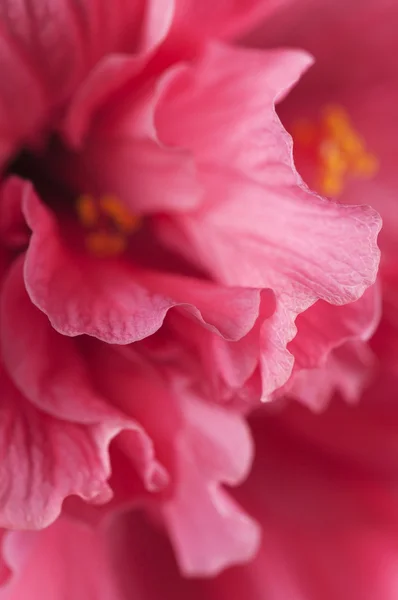 Hibiscus bloem fragment — Stockfoto