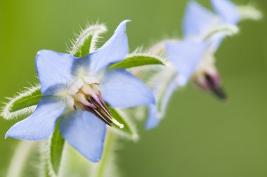 ortak hodan çiçekler