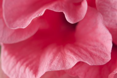 Hibiscus çiçek parçası