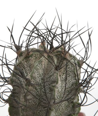 astrophytum capricorne kaktüs