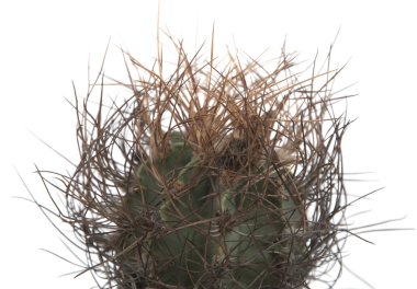 astrophytum Senil kaktüs