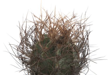 Astrophytum senile cactus clipart