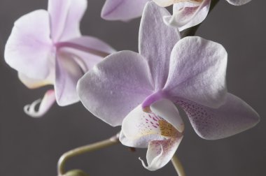 Phalaenopsis orkide çiçek