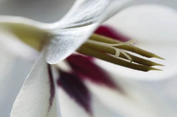 Acidanthera flower, macro shot — Stock Photo, Image