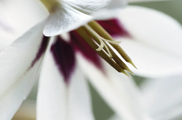 Acidanthera flor, macro disparo —  Fotos de Stock