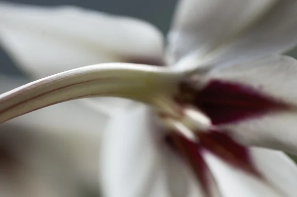 Acidanthera flor, macro disparo —  Fotos de Stock