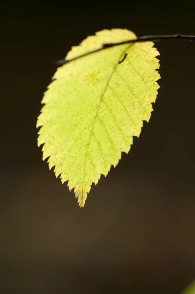 秋叶 — 图库照片