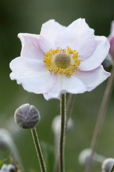 Fleur d'anémone japonica — Zdjęcie stockowe