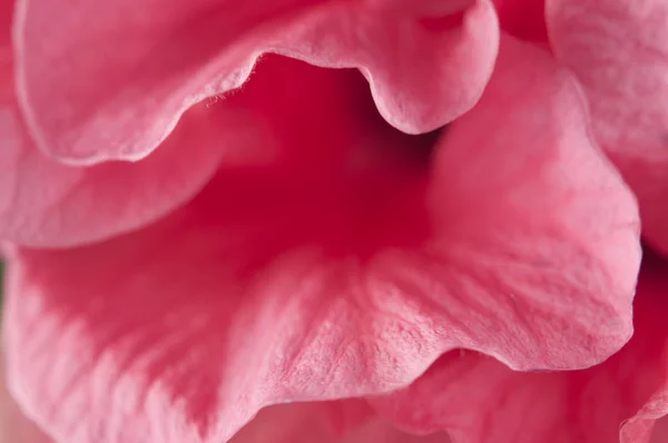 Hibiscus bloem fragment — Stockfoto