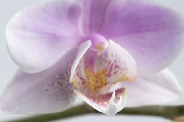 Rózsaszín phalaenopsis orchidea virág töredék — Stock Fotó