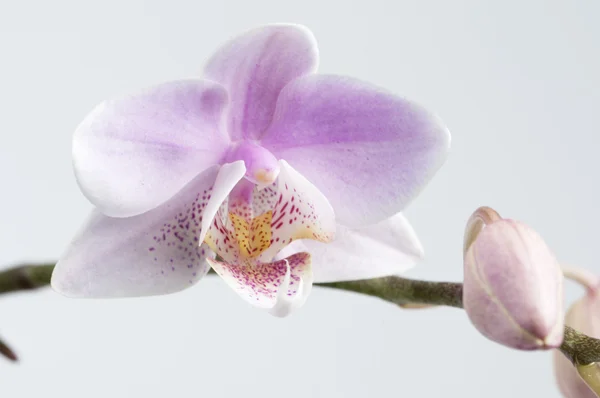 Rózsaszín phalaenopsis orchidea virág — Stock Fotó