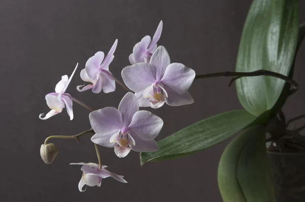 Orchid flowers — Stock Photo, Image