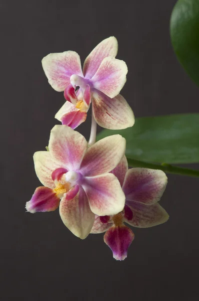 Phalaenopsis orchid flowers — Stock Photo, Image