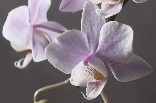 Phalaenopsis-Orchideenblüten — Stockfoto