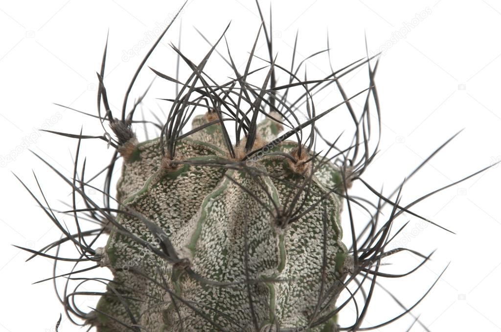 Astrophytum capricorne cactus
