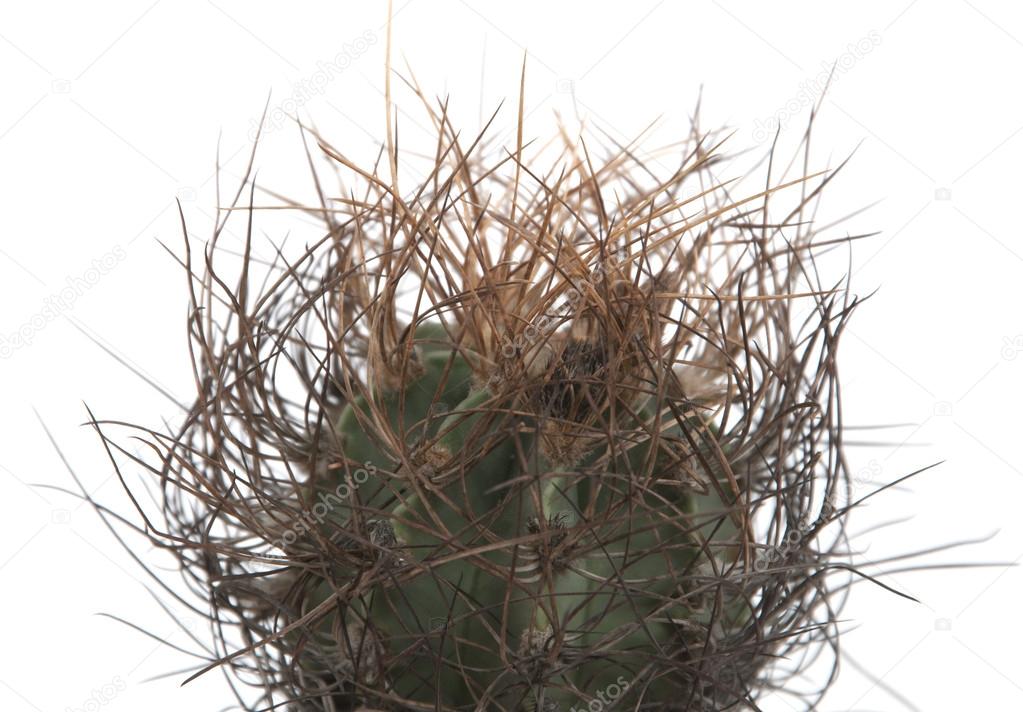 Astrophytum senile cactus