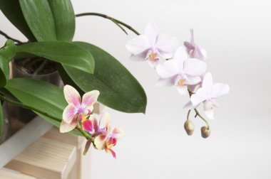 orkide çiçekleri