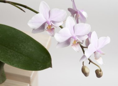 Phalaenopsis orkide çiçek
