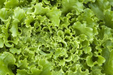 Makro marul yaprakları