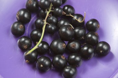 Giydirme çanak üzerinde Siyah frenk üzümü