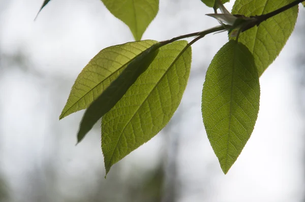 Feuilles de cerisier oiseau — Photo