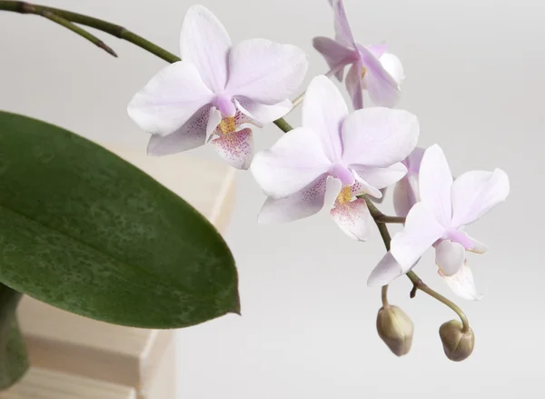 Phalaenopsis orchid flowers — Stock Photo, Image